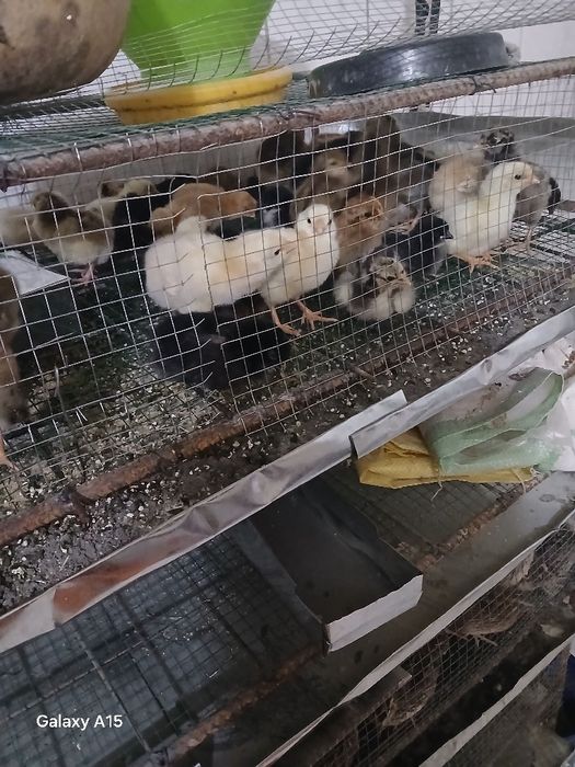 Domashni jo‘ja bor 10ming so‘m