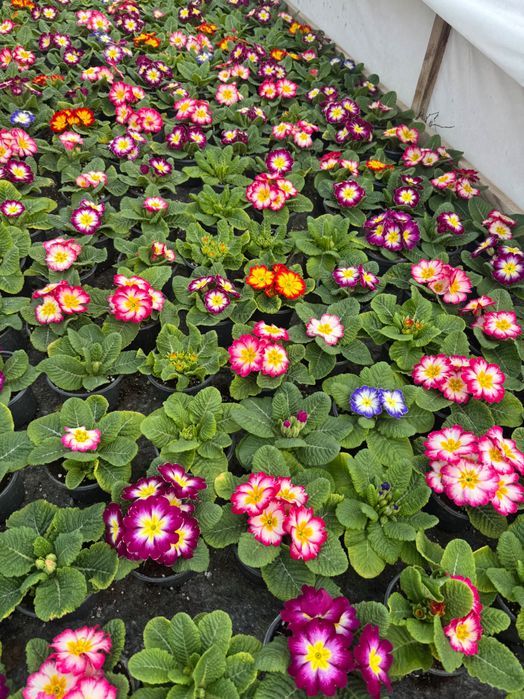 Иглика/ Примула.