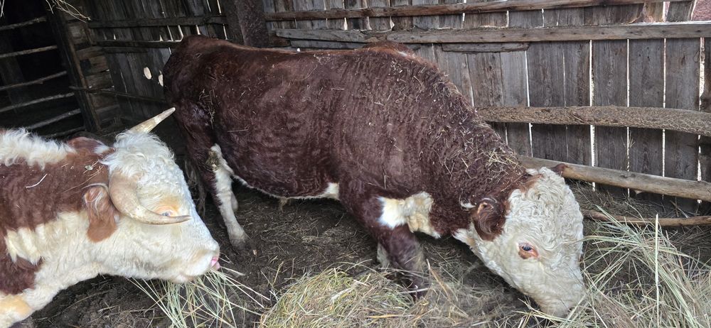 Бұқалар сатылады