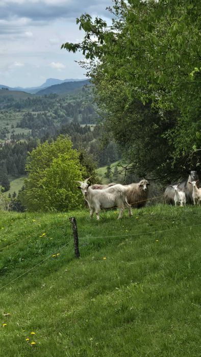 De vânzare 2 țapi