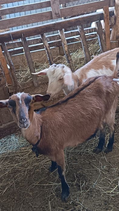 Продам козы молочные