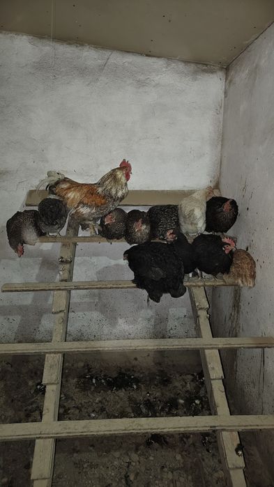 Продается домашние куры