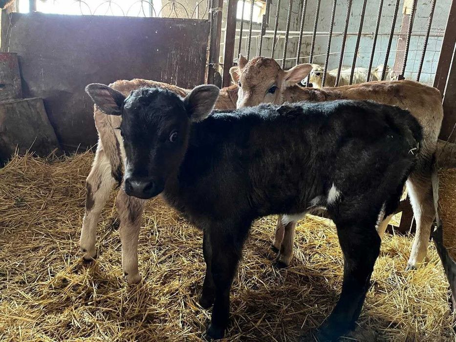 Продажа телята и тёлочки