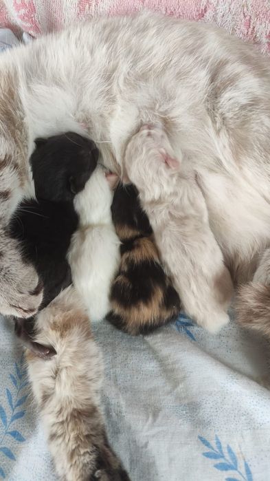 Отдам котят в добрые руки