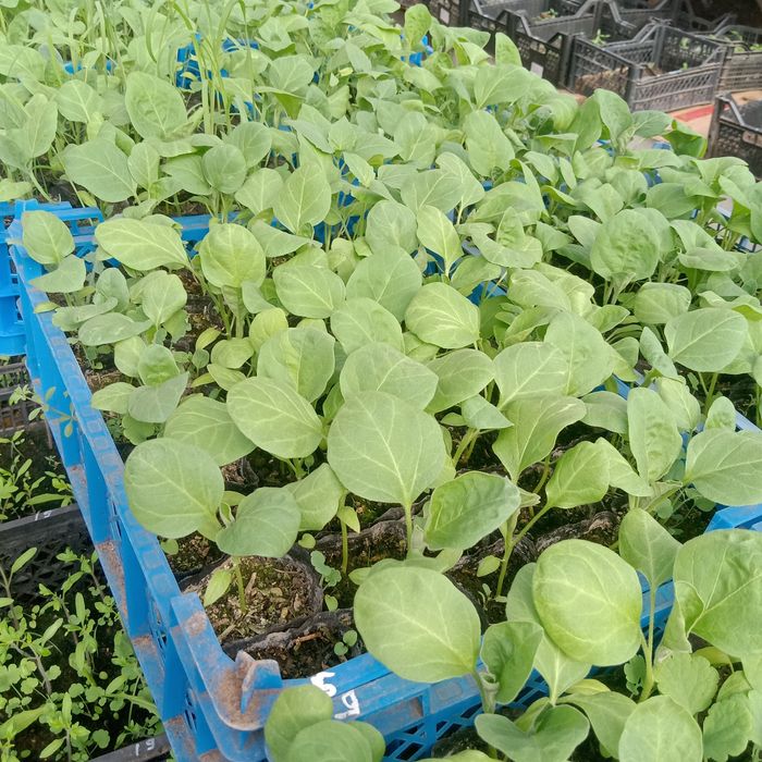 Рассада для теплиц: помидоры, огурцы