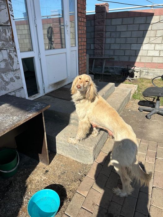 Щенки Кумай тазы