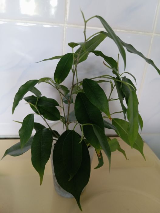 Комнатные цветы фикус.