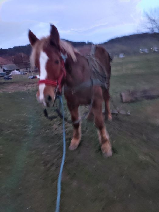 vand sau schimb manz castrat de 2 ani in primavara