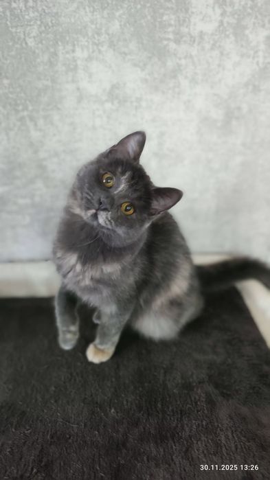 Кошечка Стеша в добрые ручки