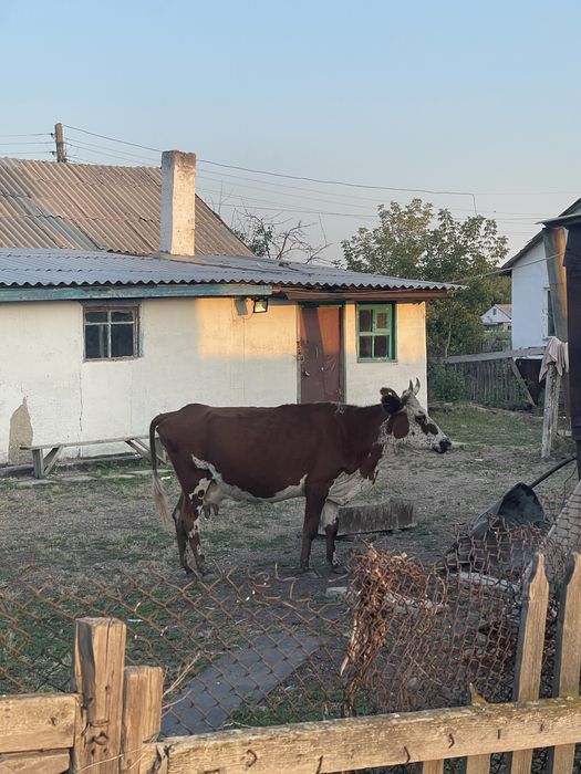 Корова с телёнкам