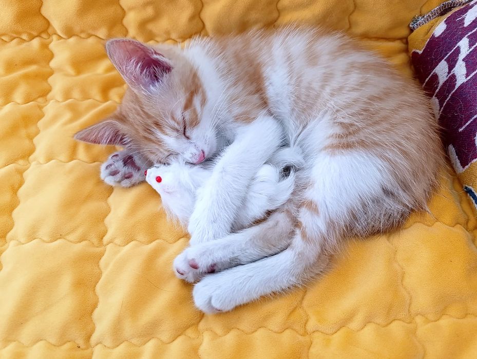Мистер Морковкин, 2,5 мес