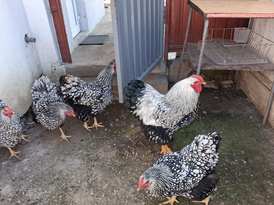 Oua wiandotte argintiu