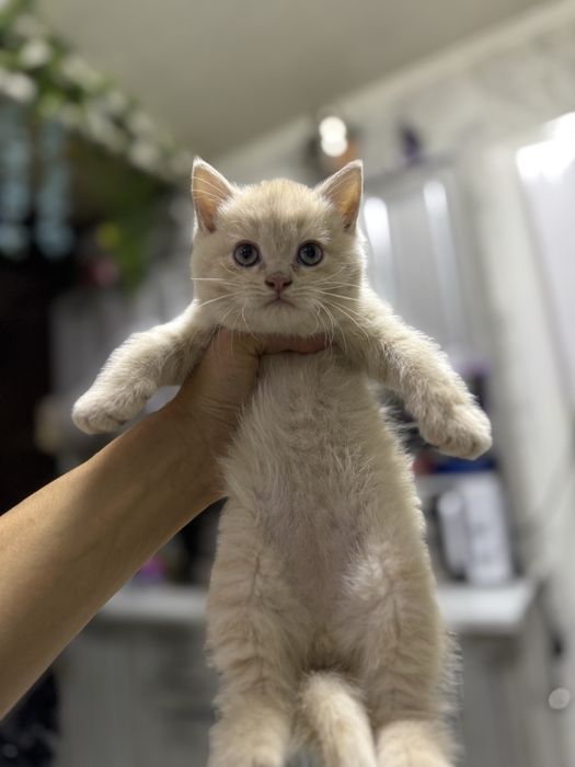 Продаются котята