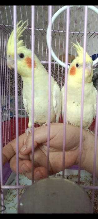 Продам попугая карелла