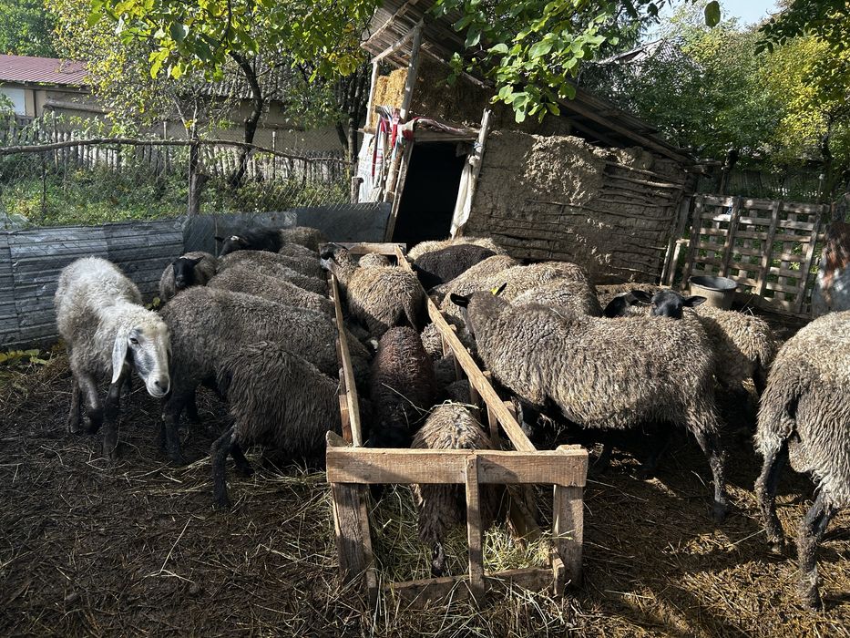 Oi romanov de vanzare