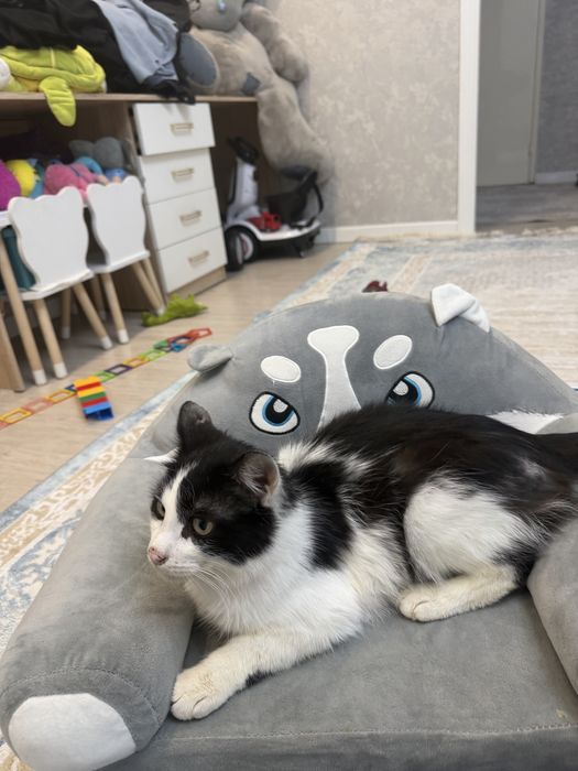 Отдам кота , бесплатно !