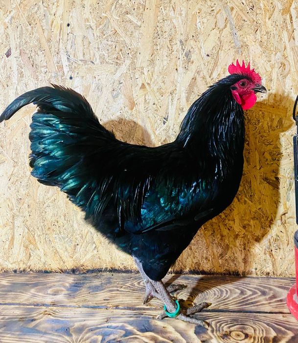 Cocoșii austrolop de 6 luni