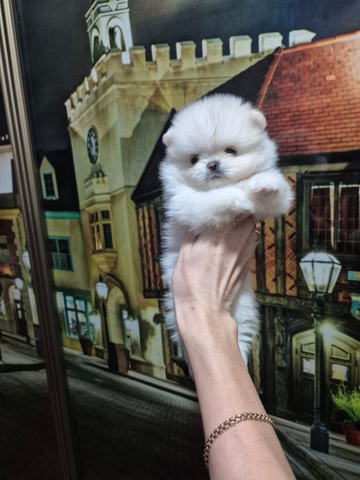 Кремовые щпицы ,продажа