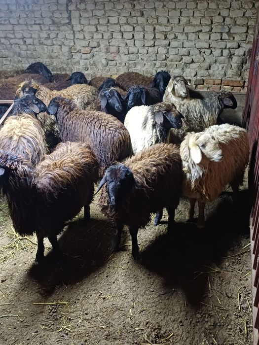 Кой токтылар сатылады