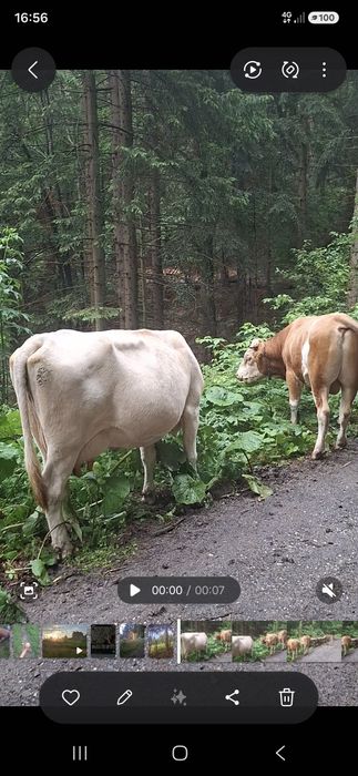 Vand vaca  pretul