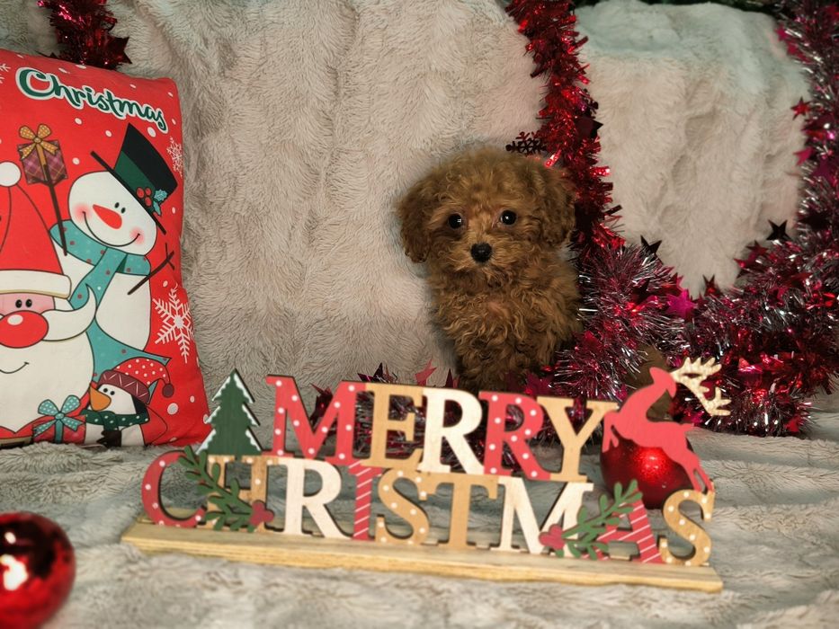 Vand fetita Pudel rosu toy