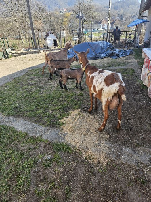 Capre de lapte metis alpina franceza cu saanen