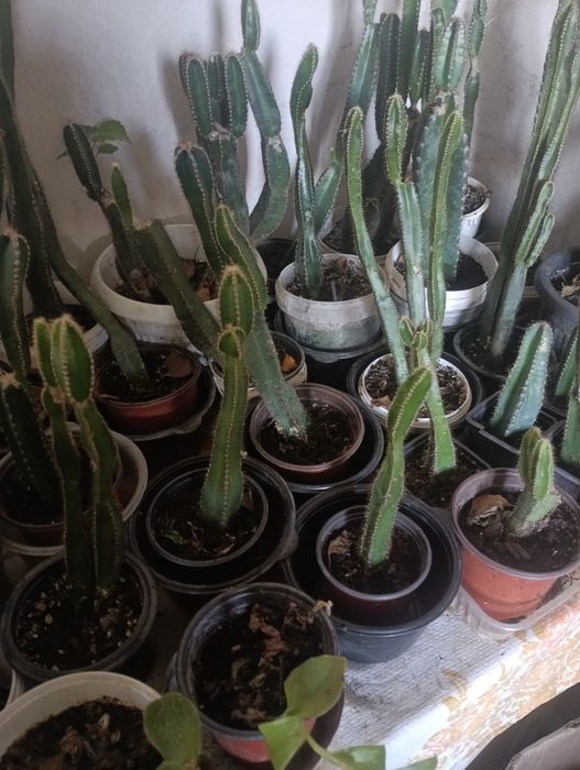 Продам Кактусы срочно