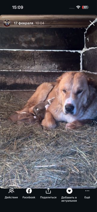 Продажа взрослая сука кв