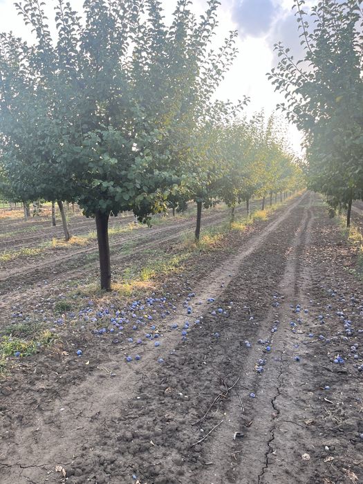 Vand prune pentru consum si borhot