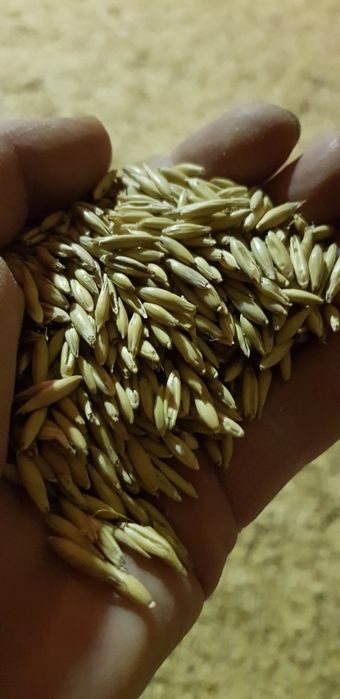 Vând ovăz ambalat în sacii