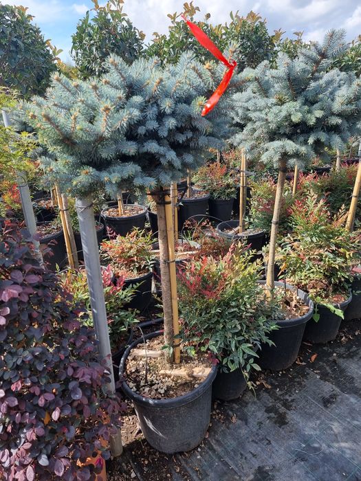 Tuia (tuja) smarald leylandi magnoli prunus  livram in toata tara