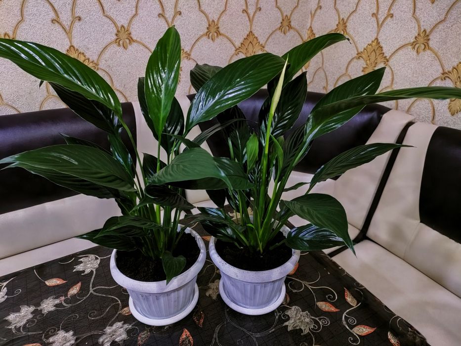 Комнатные растения.). Доставка