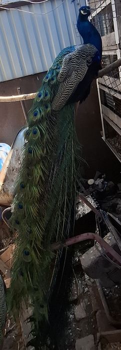 Продам шикарного павлина!