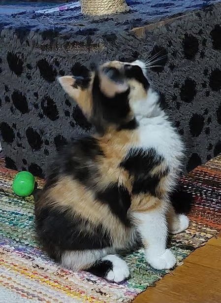 Котята трехцветки