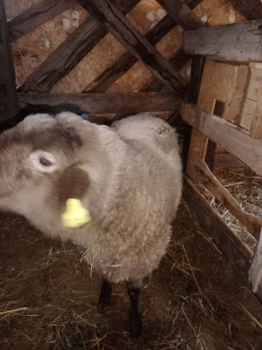 Қой сатылады срочно