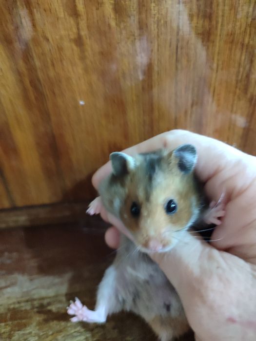 Две хомяка сирийские молодые самки Смотрите 6 фото Читайте описании