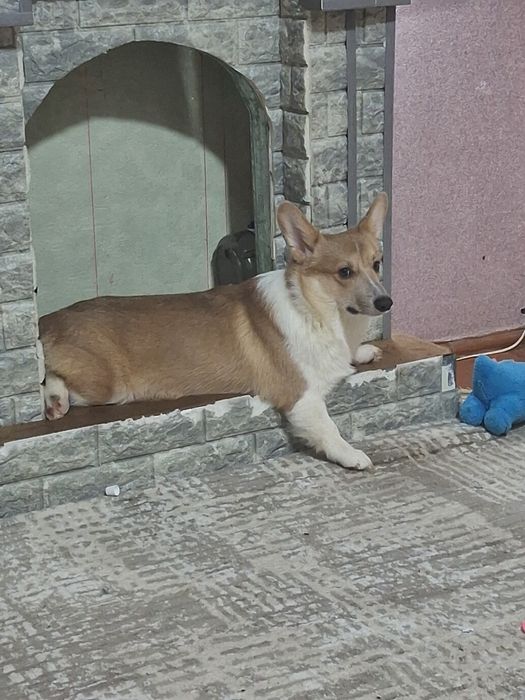 Продам Корги пемброк