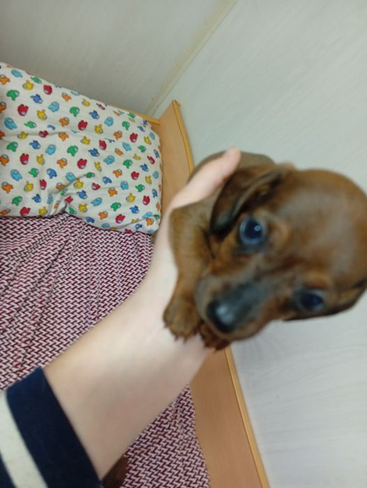 Чистокровные щенки Таксы