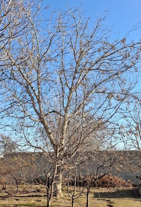 Продается дерево орех