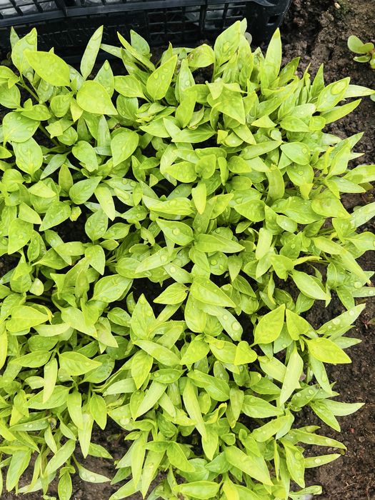 Рассада всех сортов