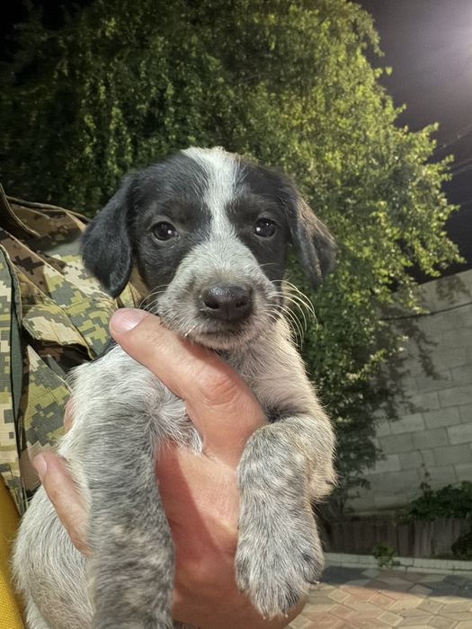 Немецкий дратхаар 1 месяц