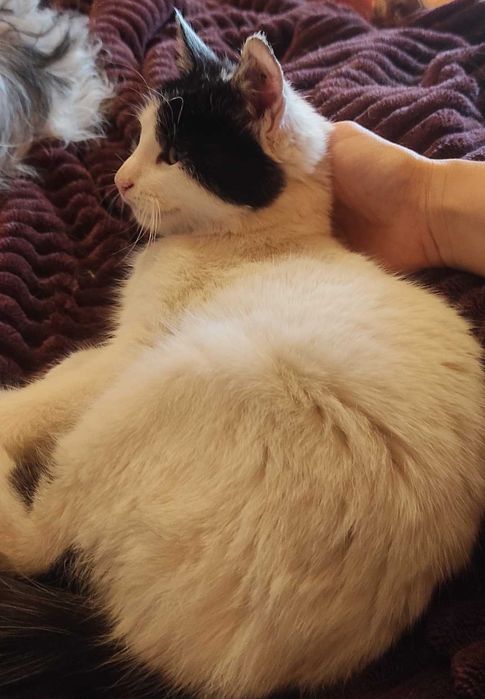 Най-мъркащото коте търси грижовен човек!