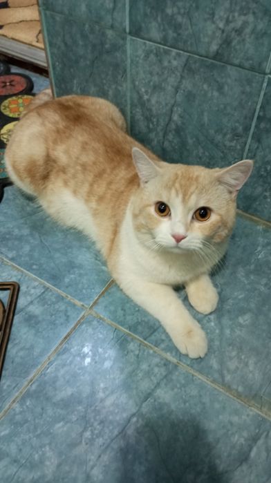 Мушук сотилади уй мушуги