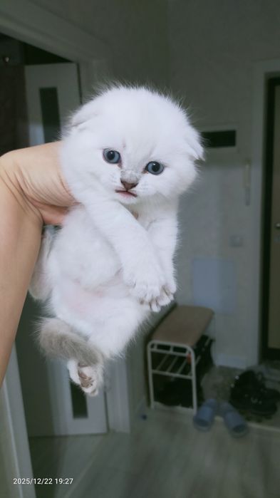 Продам котят шотланских