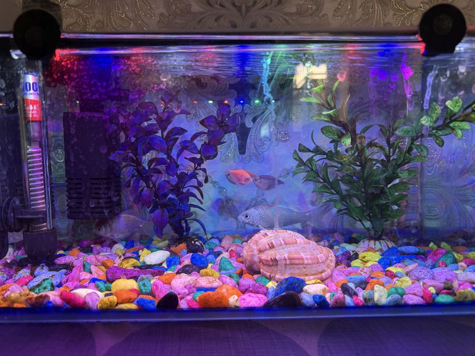 Домашние животние