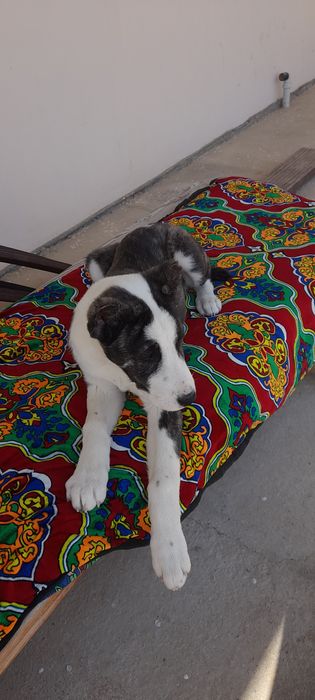 щенок сатылымда алабай