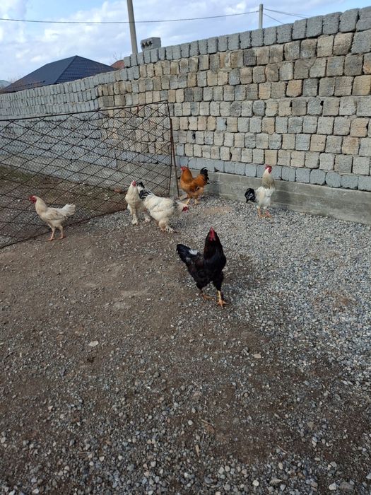 Қораздар сатылады