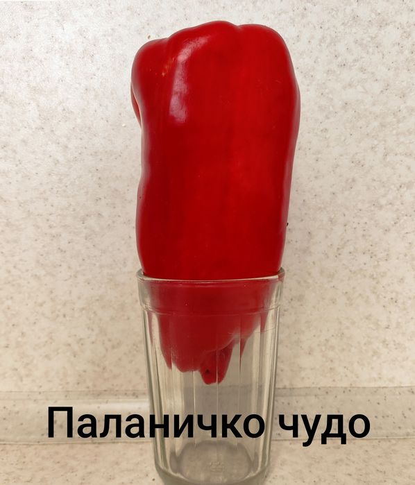 Рассада перец сладкий