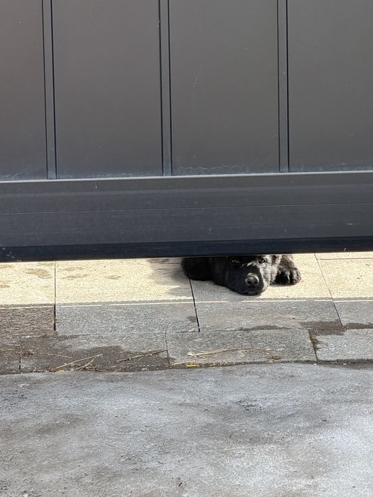 Немецкая овчарка