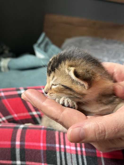 Продам Котят Чаузи f4